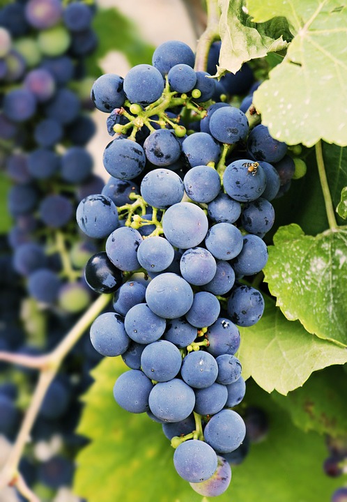 La Dieta Mediterranea e la Sostenibilità: Mangiare Bene, Vivere Meglio